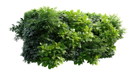 Obraz premium Evergreen foliage: A lush, vibrant display of verdant, evergreen foliage, showcasing the intricate textures and rich hues of nature's artistry. 