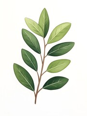 Naklejka premium A sprig with seven ovate leaves, varying shades of green, on a slender brown stem against a white background