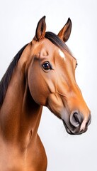 Obraz premium Chestnut horse portrait, head and shoulders, facing right, against a white background Intense gaze