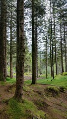 Fototapeta premium Norway, Bergen