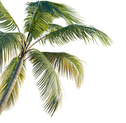 Coconut tree tree corner png cutout isolate