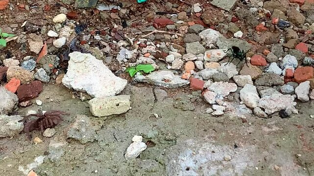 Marimbondo - cavalo-do-c&atilde;o