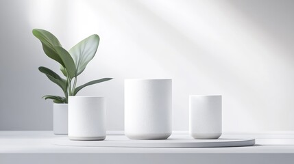 Minimalist presentation with plant and empty cylinders
