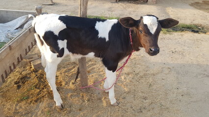 Black and White Calf Standing on Sandy Ground
