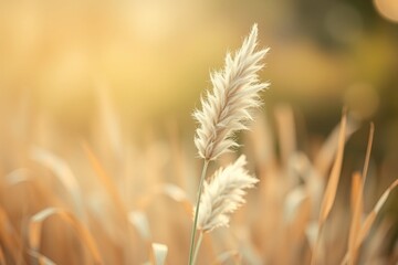 Obraz premium Abstract natural background of soft plants Cortaderia selloana. Pampas grass on a blurry bokeh, Dry reeds boho style. Fluffy stems of tall grass