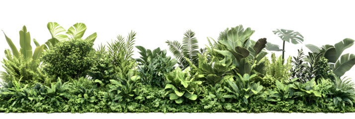 Long tropical tree isolated on transparent background, PNG file.