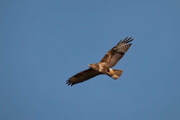 Fototapeta premium sunbird, bird, wildlife, nature, crimson, hovering, tropical, hibiscus, flowers, metallic, plumage, glinting, morning, sunlight, nectar, small, vibrant, wings, beak, garden, pollination, colorful, del