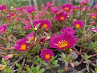 Obraz premium Portulaca grandiflora known as rose moss. Red Moss Rose flower isolated in home garden. Perfect For Flowers Background