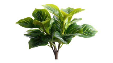 Botanical Burst: A detailed image of a vibrant green plant showcases its lush foliage, inviting viewers to appreciate the beauty of nature in a close-up shot.