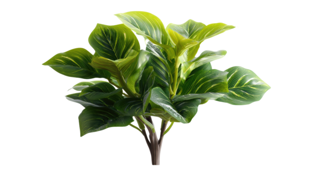 Botanical Burst: A detailed image of a vibrant green plant showcases its lush foliage, inviting viewers to appreciate the beauty of nature in a close-up shot.