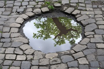 Puddle reflecting a tree