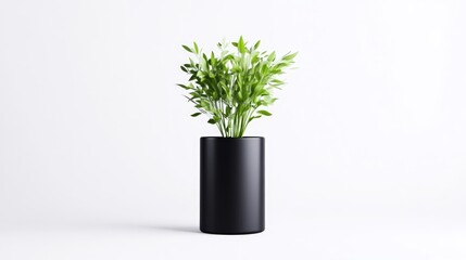 Modern plant in a sleek black cylinder pot against a white background.  Fresh greenery in a simple, minimalist design