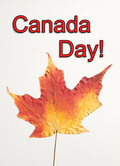 Isolated dried colourful maple leaf, on a white background. With Canada Day! text.
