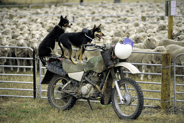 Sheep dogs watch over a flock of sheep from their motorbike..