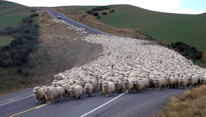 New Zealand South Island, sheep being mustered along road near Naseby east coast .