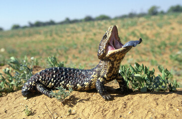 Shingle backed lizard showing his  blue tongue.