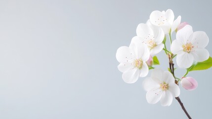 Delicate Spring Blossoms