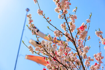 花桃とこいのぼりが舞う春の風景｜花桃の里