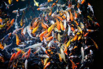 many colorful koi fishes swimming in a dark background pound