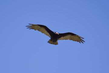turkey vulture (Cathartes aura) in flight, patagonia, argentina