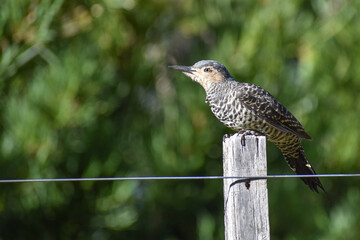 Chilean flicker (Colaptes pitius) perched on a fence in patagonia, argentina