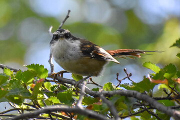 thorn-tailed rayadito (Aphrastura spinicauda) perched in a southern beech (nothofagus) tree, lanin national park, patagonia, argentina