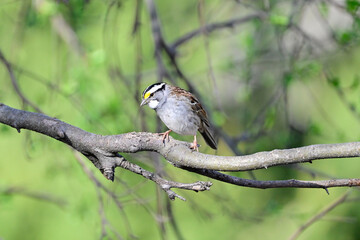 yellow billed hornbill