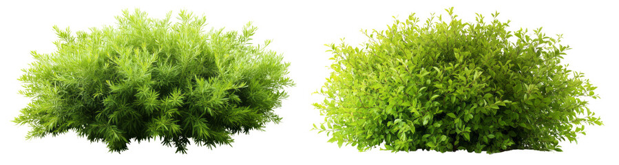 Fototapeta premium two green shrubs with vibrant leaves isolated, transparent background