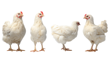 four white hens in various poses isolated, transparent background