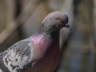 Close-up picture of a colorful pigeon with red eye on blurred background