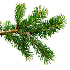 Obraz premium branch of fir tree