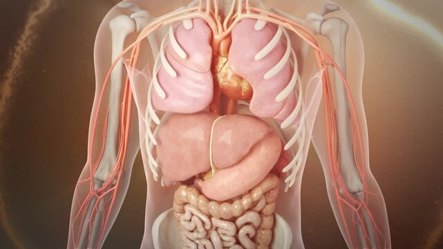 Human body recovering health, rejuvenation, vascular circulatory system, 3D animation rendering