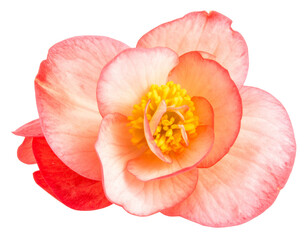 Begonia flower, isolated on transparent background, high quality photo