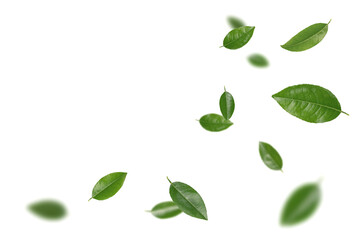 Green citrus leaves falling in the air isolated on white background.