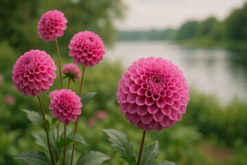 Beautiful pink dahlias blooming by a serene lakeside with lush greenery © Aleksandra