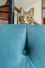 Tabby cat peeking over a blue sofa in a cozy home