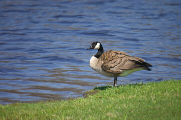 canada goose by the pond