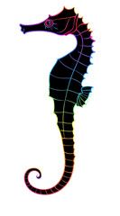 Fototapeta premium Seahorse