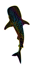 Whale Shark1 2