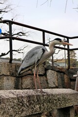 Grey heron at Kurashiki Bikan Historical Quarter (old town) in Japan