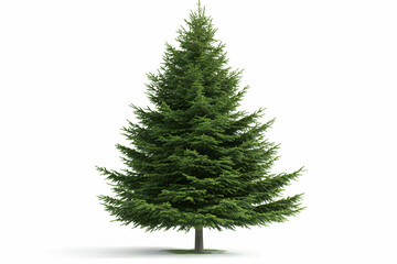 Fototapeta premium Sharp Needled Spruce Tree in Classic Conical Form