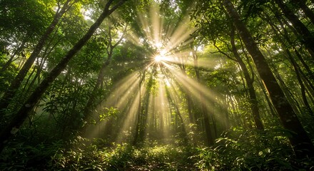 Fototapeta premium A dense jungle with sunlight piercing through the canopy