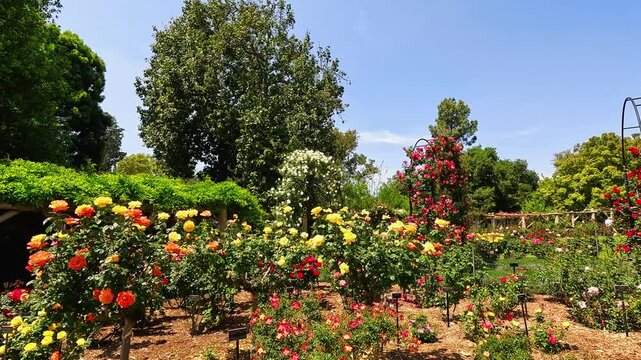 footage of a gorgeous spring landscape with colorful flowers at Huntington Library and Botanical Gardens in San Marino California USA