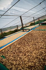 Farmer concept harvest ripe coffee seed robusta arabica berry close up fresh green leaf bean...