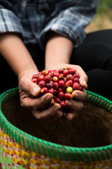 Farmer concept hand harvest ripe coffee seed robusta arabica berry close up fresh green leaf bean...