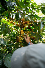 Farmer concept harvest hand ripe coffee seed robusta arabica berry close up fresh green leaf bean...