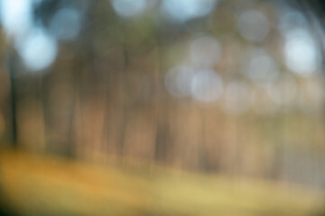 Concept vacation blur background peaceful pine forest scenic woodland nature outdoor Sunlight close up tree fog cold winter morning orange brown green mountain cloud sky enhances tourism camping comes