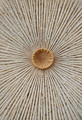 Mushroom Surface Detail. Incredible Magnified View Of Mushroom Cap. Showing Tiny Pores, Intricate Texture. Perfect For Science, Nature, And Biology Projects.