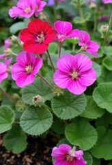 Vibrant Pink and Red Erodium Flowers in Bloom