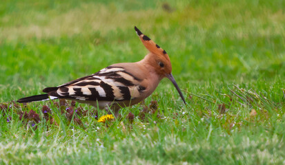 Eurasian hoopoe searches and finds worms in the green lush grass © bizMARAfoto